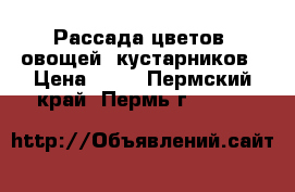 Рассада цветов, овощей, кустарников › Цена ­ 25 - Пермский край, Пермь г.  »    